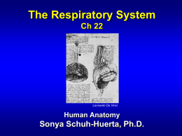 Ch22.Respiratory.System_1