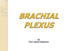 05-Brachial_Plexus2008-10