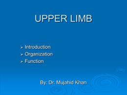 3-Upper Limb
