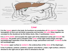 Liver& biliary