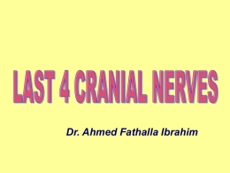 19--last 4 cranial nerves