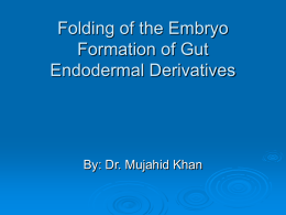 8.Folding of Embryo