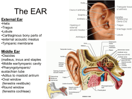 The EAR - Ipswich-Year2-Med-PBL-Gp-2