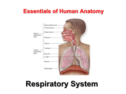 Essentials of Human Anatomy Respiratory System