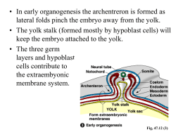 Extra embryonic membranes