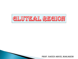 19-Gluteal region