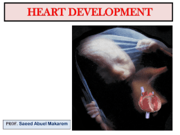embryology and anatomy of fetal heart