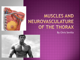 Muscles and Neurovasculature Of the THORAX