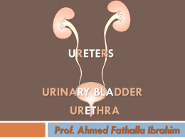 2-URETERS, URINARY BLADDER, URETHRA