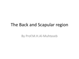 The back and scapular region