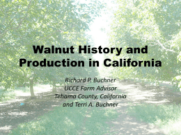 Walnut History and Production in California