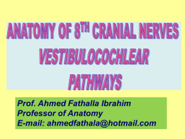 L13-vestibulocochlear pathwaysx2014-08-23 10