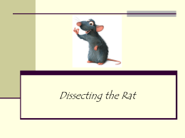 Dissecting the Rat