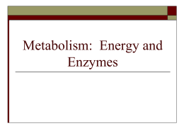 Metabolism: Energy and Enzymes