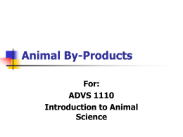 Animal By-Products