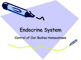 Endocrine System - UNT's College of Education