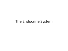 The Endocrine System - Adair County Schools