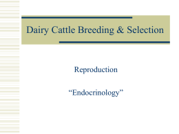 Dairy Cattle Breeding & Selection