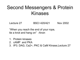 Second Messengers & Protein Kinases