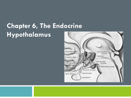 Endocrine Hypothalamus