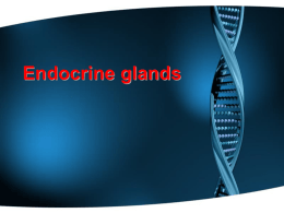 Endocrine glandsx