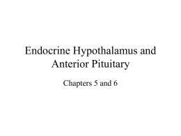 Endocrine Hypothalamus and Anterior Pituitary