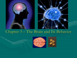 I) Chapter 3 – Brain and Behavior