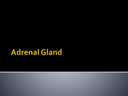 3-Adrenal Gloand, 2014x