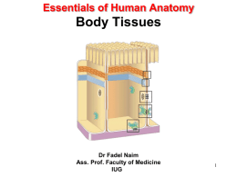 Essentials of Human Anatomy 2