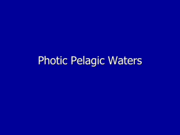 Photic Pelagic Waters