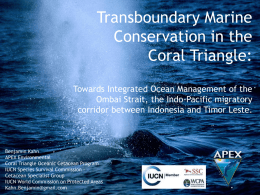 Transboundary marine corridor for large cetaceans in Ombai Strait
