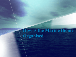 Marine Biome PowerPoint