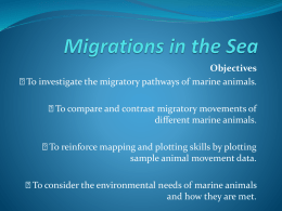 Migrations in the Sea PPT