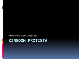 Kingdom Protista - Net Start Class