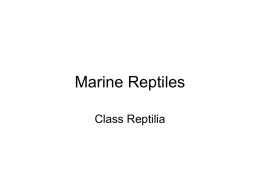 Marine Reptiles - Bowie Aquatic Science