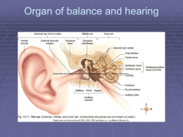25. Organ of balance and hearing