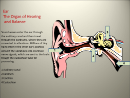 Ear The Organ of Hearing and Balance so