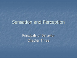 Sensation & Perception - Texas Christian University