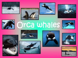 Orca whale olivia stacey and candice