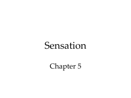 Sensation Chapter 5