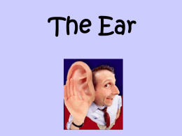 The Ear ppt