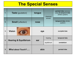 Notes - 8 Special Senses