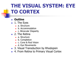 the visual system: eye to cortex