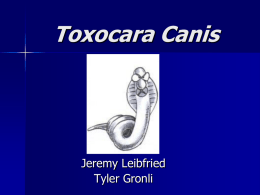 Toxocara canis