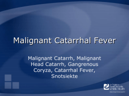 Malignant Catarrhal Fever - The Center for Food Security and Public
