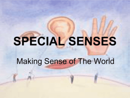 special senses - Doctor Jade Main