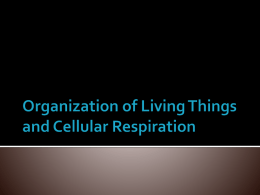 Organization of Living Things and Cellular Respiration