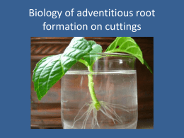Biology of adventitious root formation