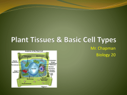 Plant Tissues & Basic Cell Types