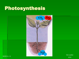 Photosynthesis - Buncombe County Schools System